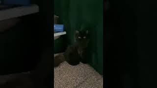 MidKnight being Smooth 🖤✨ midknight blackcatshortsvideo catlover [upl. by Airpal]