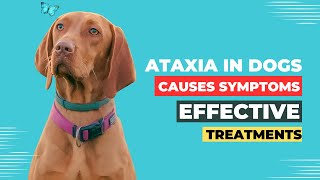 Ataxia in Dogs Causes Symptoms and Effective Treatments [upl. by Wakeen]