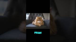 Top 5 Most Expensive Cat Breeds in the World shorts [upl. by Balfore]