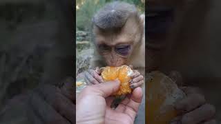 monyet lucu makan jeruk 🐒 funny comedy [upl. by Yerahcaz]