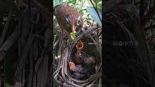 An hour passed and the mother and father birds finally brought food back birds owl wildlife [upl. by Sikorski181]