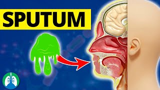 What is Sputum EXPLAINED [upl. by Akienahs]