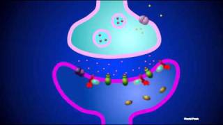 Synapse chimique métabotrope [upl. by Champaigne155]