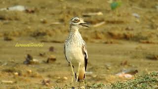 Indian Thick Knee  Stone Curlew Call [upl. by Adnohsat]