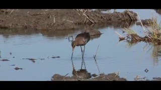 Estuário  As marés selvagens do Tejo [upl. by Goldsmith]