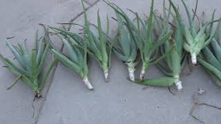 Repotting Your Aloe to Overwinter By Chopping The Whole Plant Down [upl. by Bartolemo]