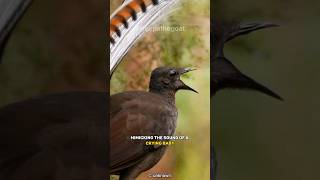 This Bird Can Imitate Any Sound 🐦 Lyrebird [upl. by Hutt]