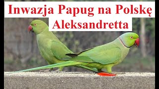 Inwazja Papug na Polskę  Aleksandretta [upl. by Lettig]