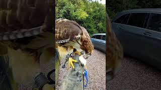 Red Tailed Hawk Feeding on the Fist [upl. by Illac]