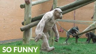 Funny compilation of monkeys walking like humans [upl. by Nwahsud]