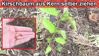 Kirschbaum aus Kern selber ziehen – Kirschbäume aus Samen selbst vermehren – Kirschkerne einpflanzen [upl. by Jamil807]