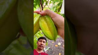 Panen belimbing fruit satisfying durian mango jackfruit farming gardening [upl. by Henriette510]