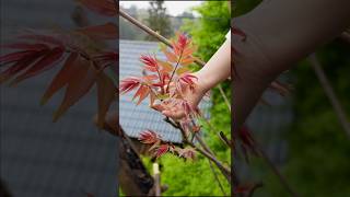 Chinese Toon Leaves Harvesting  Toona Sinensis Tree shorts ytshorts vegetables [upl. by Nahc961]