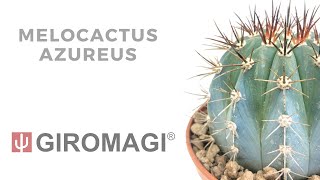 Melocactus azureus [upl. by Sirdi]