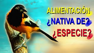 EL TURPIAL  Reseña Importante De Aves Eps 7 [upl. by O'Toole513]