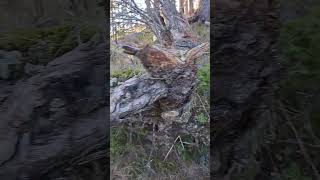 Spruce Seedlings Growing on A Decaying Fallen Trunk [upl. by Miko]