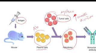 Monoclonal Antibodies [upl. by Neeven]