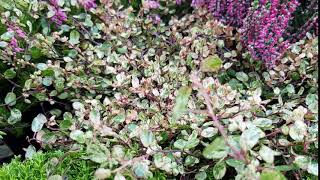 Muehlenbeckia complexa Pink Camouflage [upl. by Stratton]