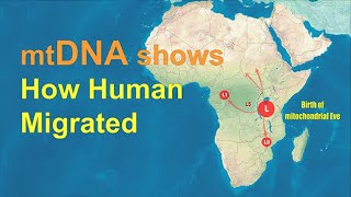 mtDNA shows how humans migrated across the World [upl. by Amej]