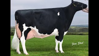 Reserve Champion at the Baileys Bawnmore Pepper Almeric VG88 Twizzle Susie Mist amp Sidekick Fame [upl. by Saval]