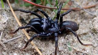 De gewone mijnspin Atypus affinis de vogelspin van Nederland Christian Olivier Dieren [upl. by Maegan14]