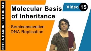 Molecular Basis of Inheritance  NEET  Semiconservative DNA Replication  Neela Bakore Tutorials [upl. by Hcone]