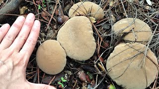 Lycoperdon perlatum o pedo de lobo un hongo curioso [upl. by Arammahs707]