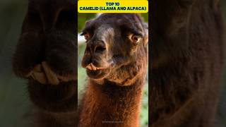 Top 10 Camelid Species You Need to Know 🐪🌍 TopCamelidSpecies WildlifeFacts Camel [upl. by Nirehtac]