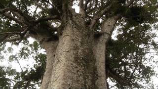 Coromandel Kauri Tree Полуостров Коромандел Каури 702sp [upl. by Yrennalf]