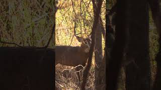 In his Element ozonics ozonicshunting youtubeshorts shorts bowhunting [upl. by Llertnek]