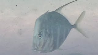 UNDERWATER CAMERA Sealife at this Gulf fishing pier [upl. by Regen107]