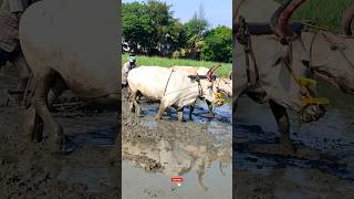 ploughing with bulls by farmer  bull ploughing the field cow ploughing the field ox ploughing field [upl. by Winny]