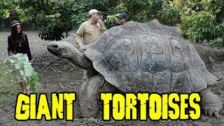 GIANT GALAPAGOS TORTOISES [upl. by Ym244]