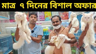 বিশাল অফার মাত্র ৭ দিনের জন্য  Persian cat price in Bangladesh  Cat price in Bangladesh [upl. by Perretta]