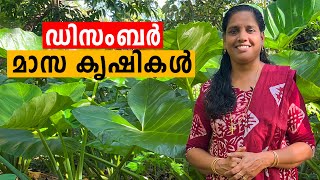 ഡിസംബർ മാസ കൃഷികൾ  December krishi  minis Lifestyle [upl. by Ahsenit]