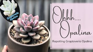 Succulent Repotting featuring Graptoveria Opalina [upl. by Ahsiket]