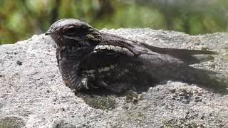 Caprimulgus europaeus  Chotacabras gris europeo  European Nightjar [upl. by Aelyk]