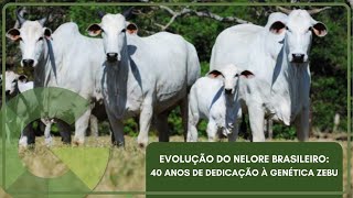 EVOLUÇÃO DO NELORE BRASILEIRO 40 ANOS DE DEDICAÇÃO À GENÉTICA ZEBU [upl. by Remat]