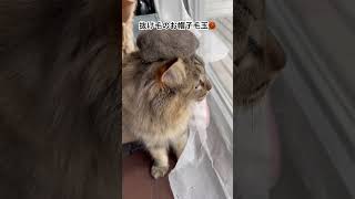 【猫の換毛期】抜け毛のお帽子かぶる毛玉🧶 cat 毛玉 猫のいる暮らし 猫 ねこ 長毛猫 サイベリアン 換毛期 [upl. by Niwdla]