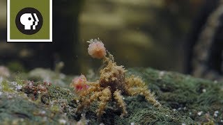 Boxer Crab Fights off Pufferfish [upl. by Perkins]