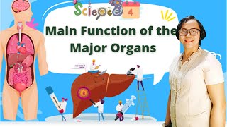 Main Function of the Major Organs Science 4 Quarte2 Week1 [upl. by Samale]