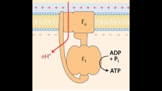 The Electrochemical Gradient ATP Synthase and Associated Thermodynamics [upl. by Yajnas47]