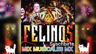 Los Felinos Mix [upl. by Jallier]