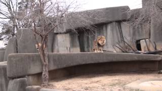 Lion and Lioness Roaring  Louisville Zoo [upl. by Bala8]