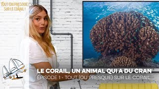 Tout ou presque sur le corail  Episode 1  Le corail un animal qui a du cran [upl. by Arramahs247]