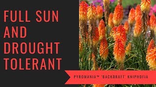 PYROMANIA™ Backdraft Kniphofia  wwwgardencrossingscom [upl. by Killian18]