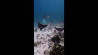 Spotted Eagle Rays [upl. by Eelynnhoj]