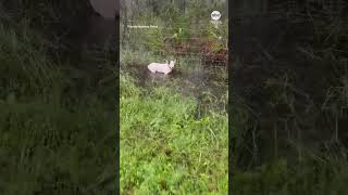 Florida Highway Patrol rescues dog tied to fence in Florida ahead of Hurricane Milton [upl. by Rusell]