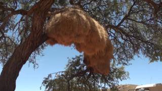 Sociable Weaver Nest  Namibia [upl. by Gundry]