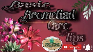 Basic Bromeliad Care Tips  4 Important Tips to Know  ENG SUB [upl. by Weibel]